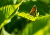 Prlgrsfjril (Coenonympha arcania)