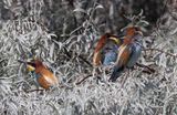 European Bee-eater (Merops apiaster)	