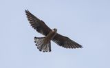 Red-footed Falcon (Falco vespertinus)