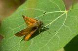ngssmygare (Ochlodes sylvanus)	