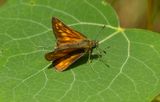 ngssmygare (Ochlodes sylvanus)	