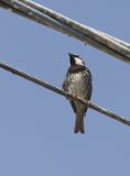 Spanish Sparrow (Passer hispaniolensis)