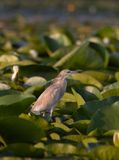 Squacco Heron (Ardeola ralloides)	