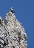 Griffon Vulture (Gyps fulvus)