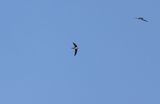 Alpine Swift (Tachymarptis melba)