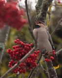 Bohemian Waxwing (Bombycilla garrulus)