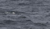 Pacific Loon (Gavia pacifica)	