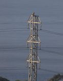 Long-legged Buzzard (Buteo rufinus)