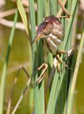 Least Bittern (Ixobrychus exilis)