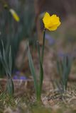 Psklilja (Narcissus pseudonarcissus)