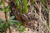 Mindre pfgelspinnare (Saturnia pavonia)	