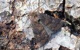 Mrkbrunt skuggfly (Rusina ferruginea)