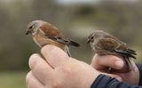 Common Linnet (Linaria cannabina)