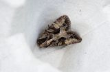 Buskngsfly (Apamea remissa)