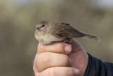 Garden Warbler (Sylvia borin)