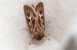 Gaffelgrsfly (Cerapteryx graminis)
