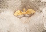 Citrongul parkmtare (Gandaritis pyraliata)