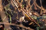 Strre skogsmus (Apodemus flavicollis)