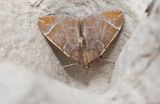 Violettgr parkmtare (Eulithis testata)