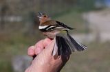 Eurasian Chaffinch (Fringilla coelebs)