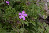 Stinknva (Geranium robertianum)