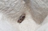 Prydlig johannesplattmal (Agonopterix hypericella)