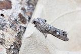 Grtt mantelfly (Xylena solidaginis)