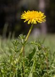 Maskros (Taraxacum officinale)