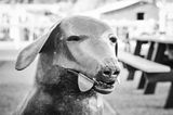 Dirty Biter the Dog Statue