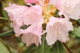Crystal Springs Rhododendron Garden