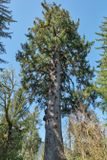 Quinalt Giant Sitka Spruce