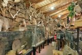 Shoshone Bird Museum of Natural History