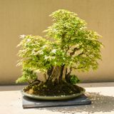 Pacific Bonsai Museum