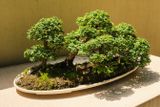 Pacific Bonsai Museum