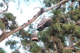 Shoe Tree - Bend, Formerly Redmond