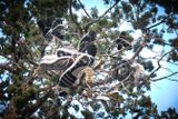 Shoe Tree - Bend, Formerly Redmond