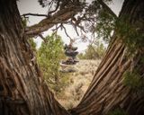 Shoe Tree - Alfalfa