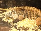Reptile Zoo