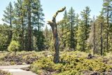 Lava Cast Forest