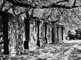 St. Cuthbert Cemetery