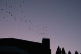 Vauxs Swifts at Chapman School
