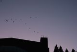 Vauxs Swifts at Chapman School