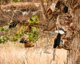 Shoe Tree - Banks Lake