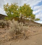 Yakima River Canyon