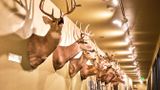Lasting Legacy Wildlife Museum