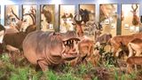Lasting Legacy Wildlife Museum