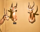 Lasting Legacy Wildlife Museum