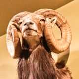 Lasting Legacy Wildlife Museum