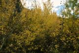 Tieton River Nature Trail