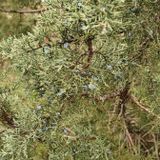 Juniper Dunes Wilderness Area